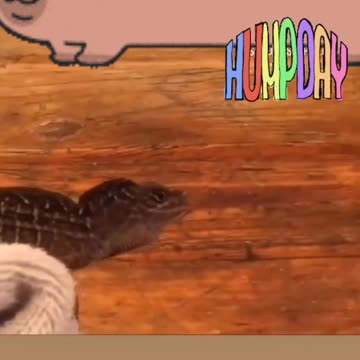 Lizzard Learned His Own Walk!