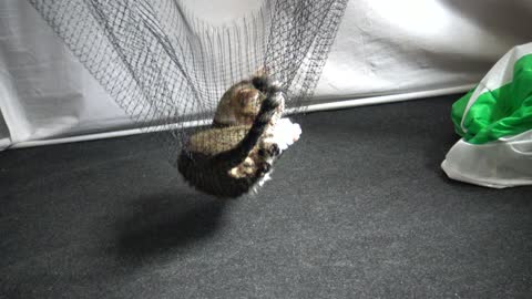 A Funny Little Cat in a Hammock
