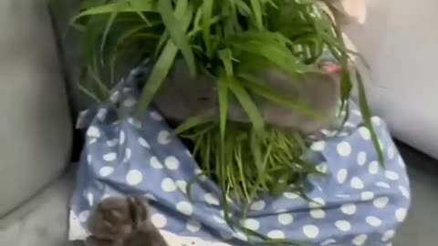 CAT DAY 🐈 FUNNY, CRAZY, AMAZING, CUTE CATS 🐱 Cat Fails 😺 Funniest Animal Videos 2023 viral video