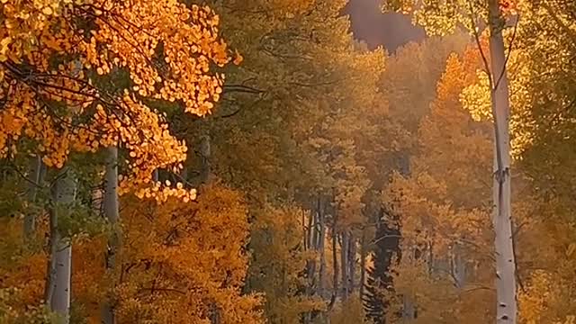 Stay forever 🍂