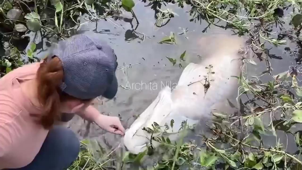 Amazing Fishing Technique With Survival Skills | Animals Funny Video