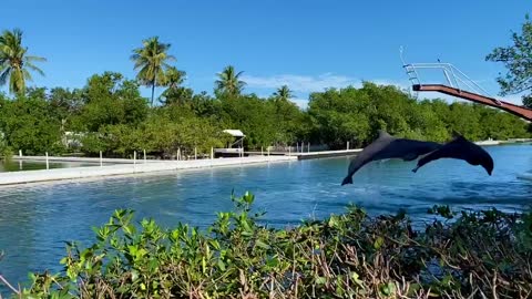 Talented two dolphins playing..🐬🐬