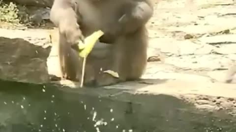 Cute and funny animals video compilation 😂