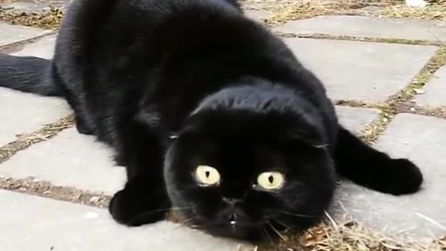 lovely cat