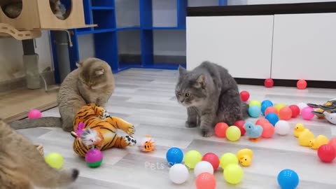 Funniest Animals