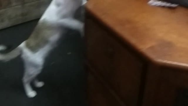 Cats funny acting | funny acting cats | funny cats act