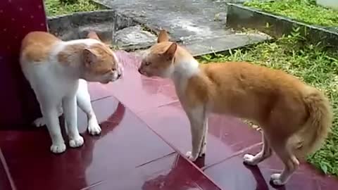 Orange cats fight for power....???