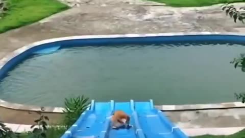 DOG IN POOL | FUNNY DOG