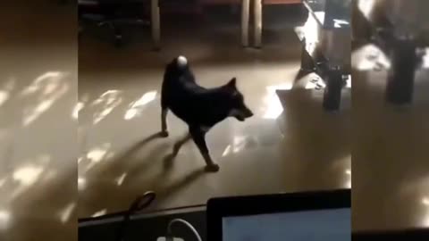 animal funny video