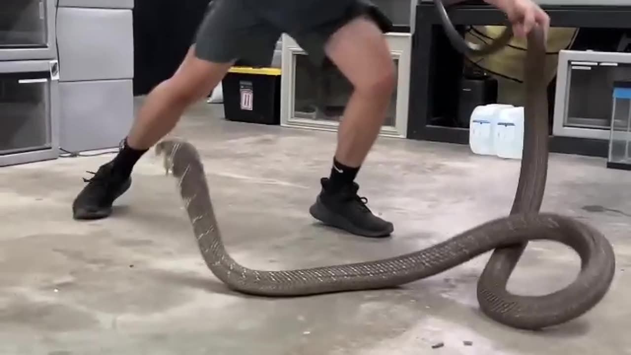 King cobra