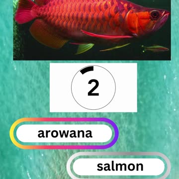 Fish Frenzy 11 A fast-paced quiz short