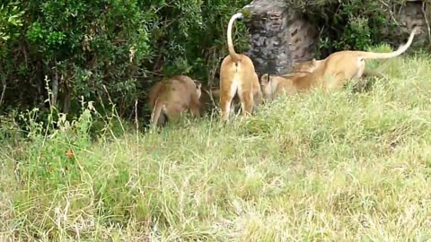 Two Lions Fight To See Who is The King...