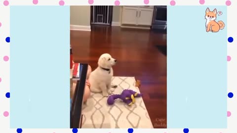 Cute little puppies