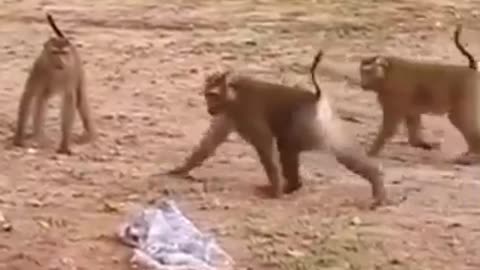 Monkey funny video funny animals video