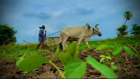 FARMER WHATSAPP STATUS DESI