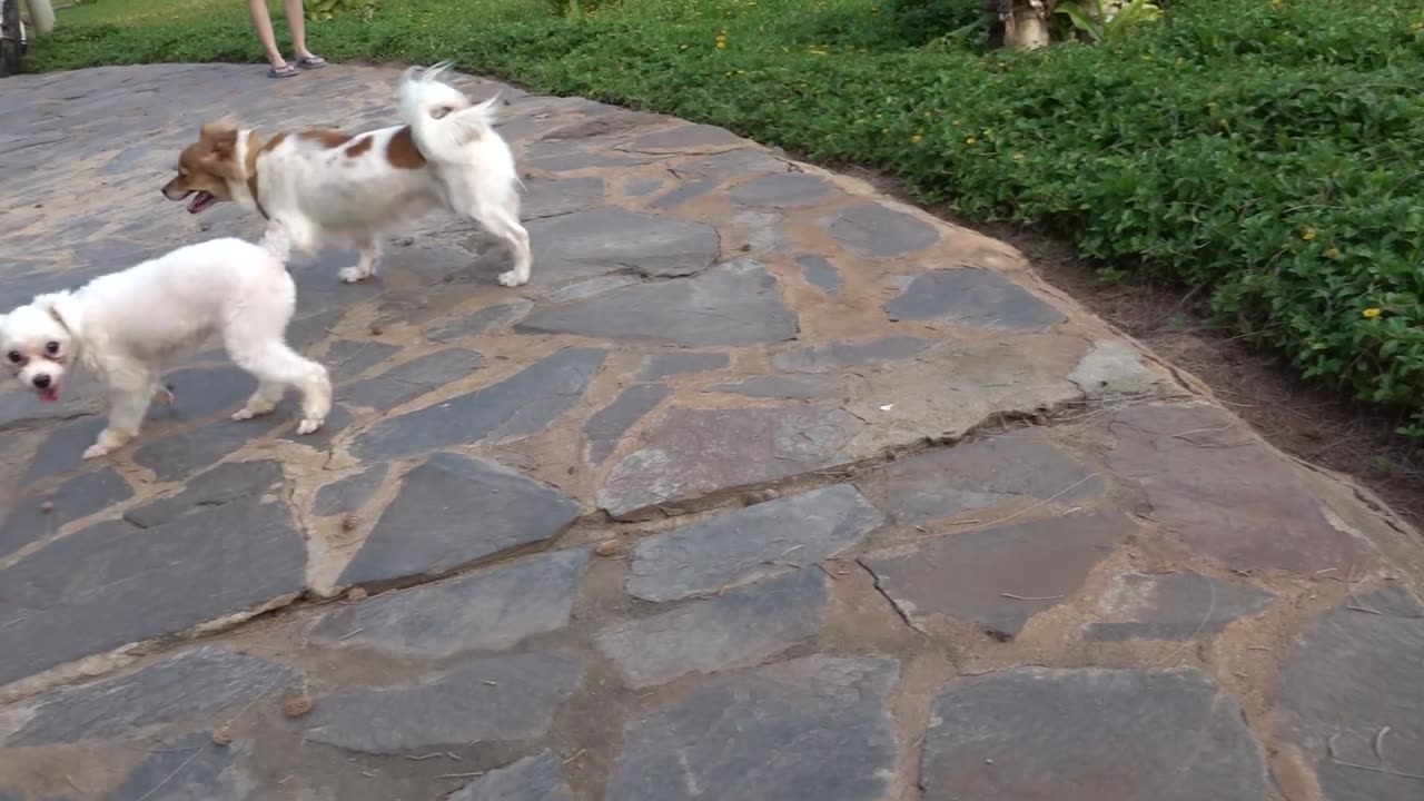 How Dogs React When Seeing Stranger 25 Running Barking Viral Dog_1080pFHR