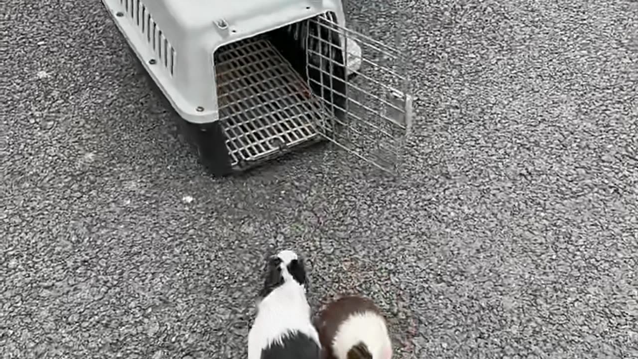 Funny videos