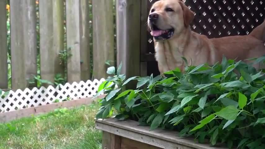 Goofy Labrador Retriever drags me into the salon #1 owned dog breed in the world