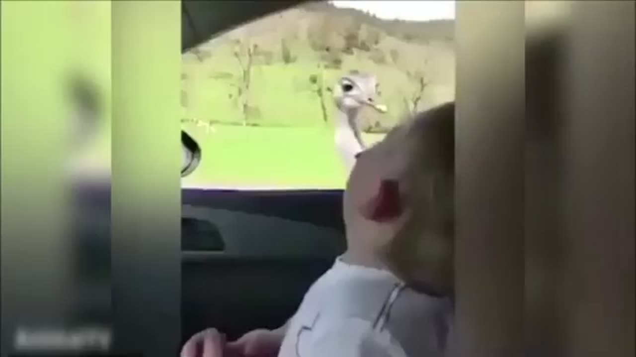 Ostrich and Emu attack humans