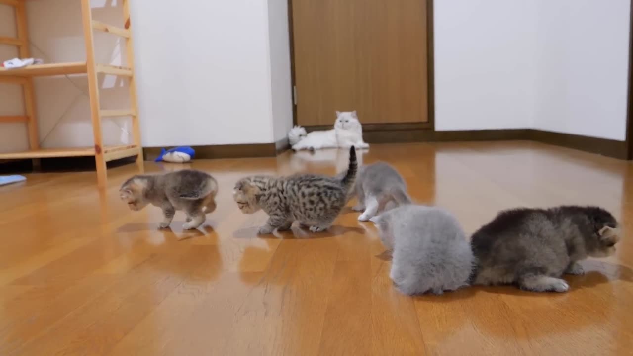 The kitten approaching the daddy cat to play with him was so cute.