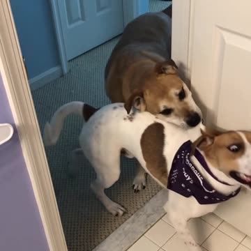 Dog Drags Another Dog Out of Room by Leash