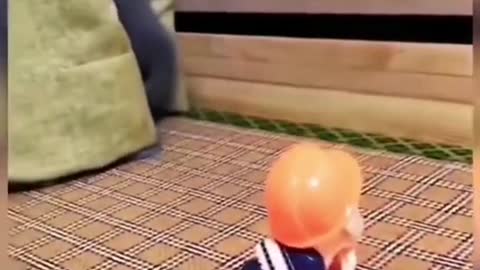 Collection of funny cats