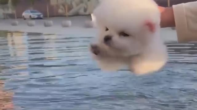 Funny cat compilation