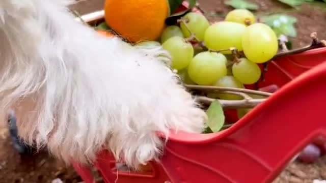 Naughty BiBi harvests fruit to make juice for Amee