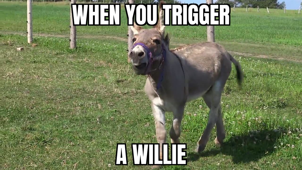 When You Trigger A Willie