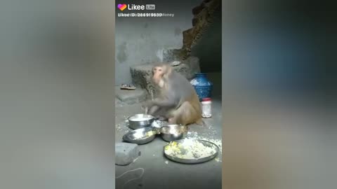 Funny videos, Funny monkey, Tik tok videos