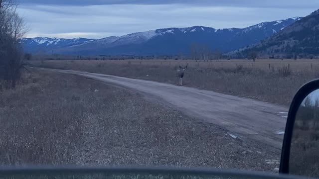 Wyoming Mule Deer He Knows