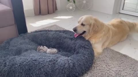 Golden Retriever Shocked by a Kitten occupying his bed!