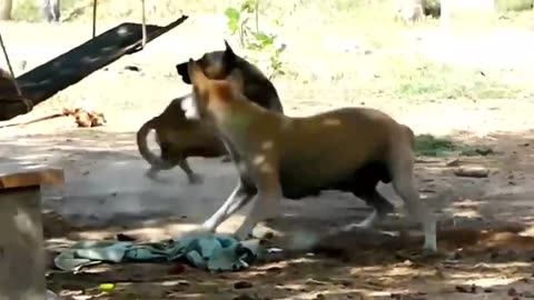 Troll Prank Dog funny & fake Tiger and fake Lion to a dog