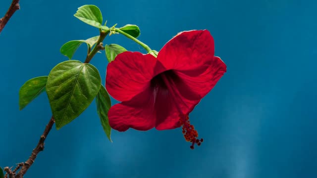 HOW FLOWER BLOOMS TIME -LAPSE