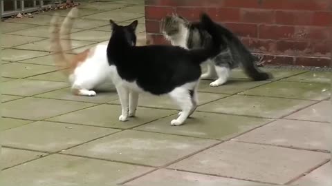 Craziest Cat Fights