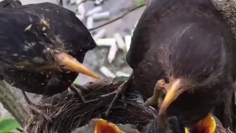 Amazing Bird Nest Video - Amazing Bird Feeding Food To Baby Bird