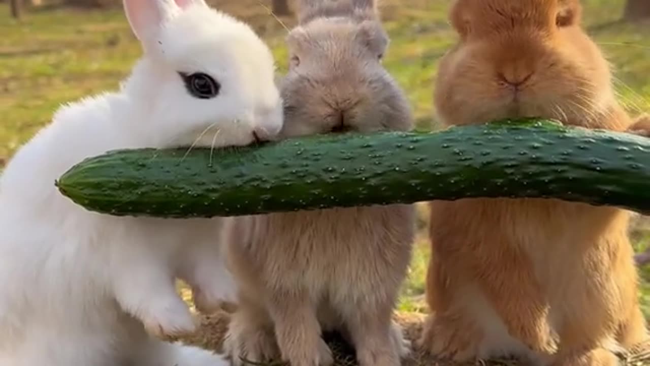 Rabbit and dog 🐶🐕🐕