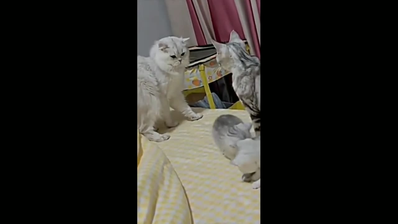 Cute cat