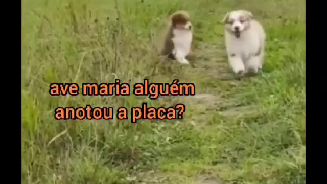 Siga @Animalgram_Memes para mais