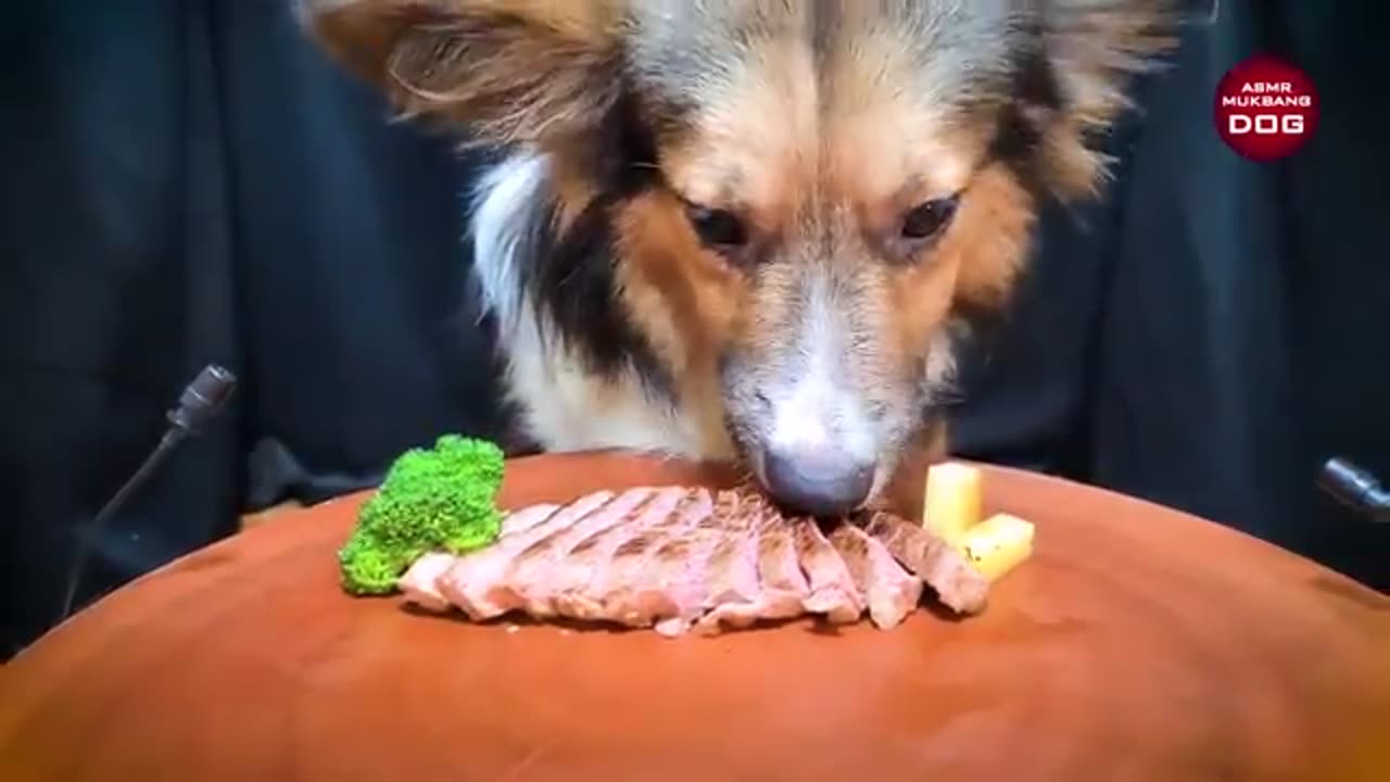 ASMR Mukbang dog eating 😂