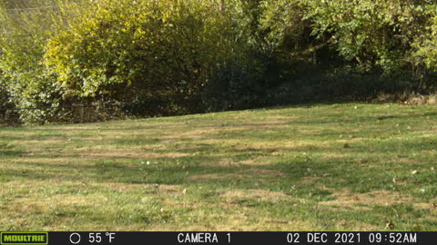 Woodchuck on a mission 2 Dec 2021 @ 0952