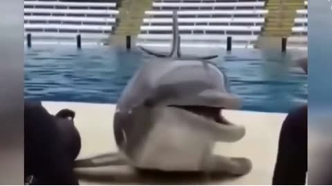 Dolphin funny video