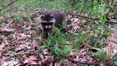 Raccoon Playing in Nature