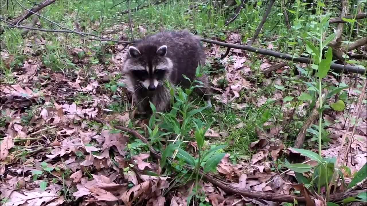 Raccoon Playing in Nature