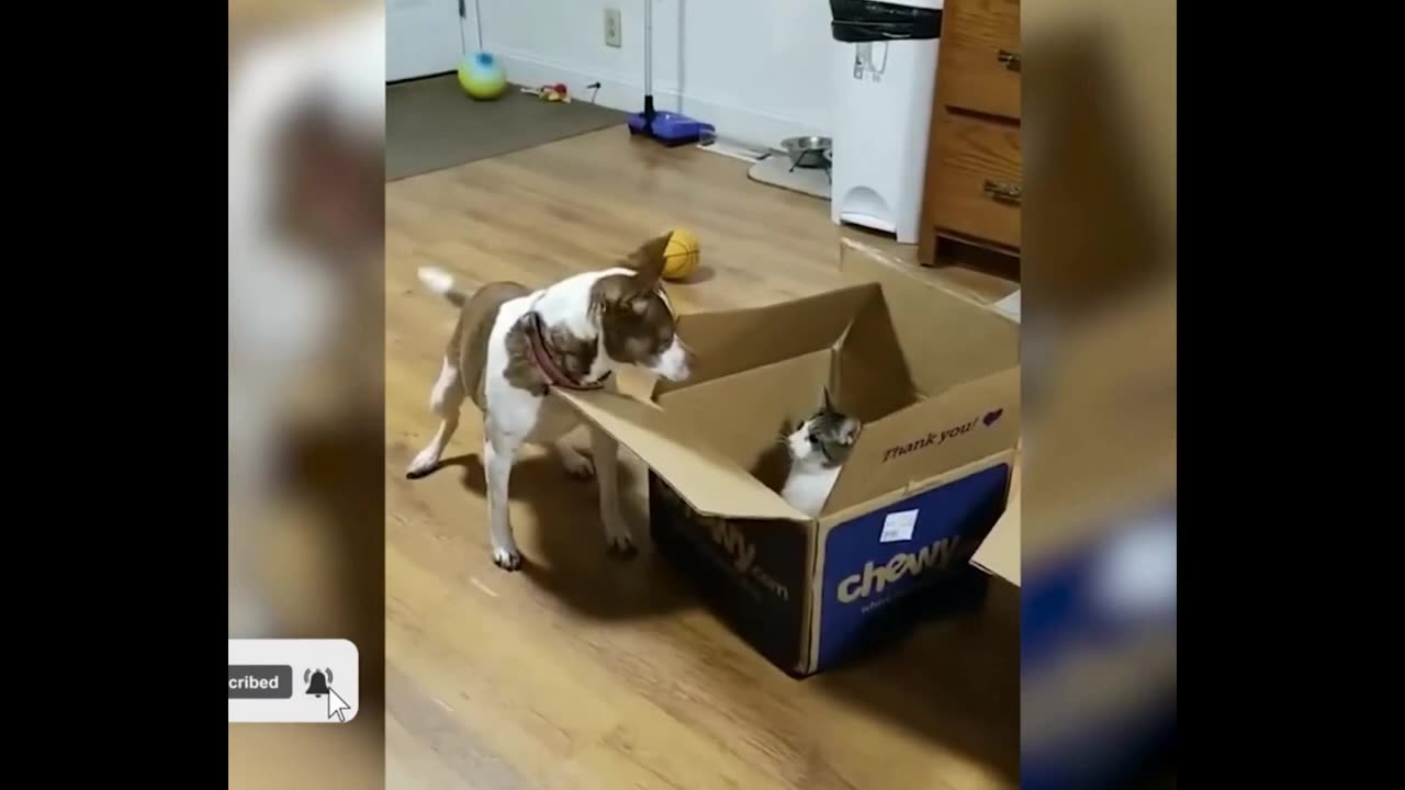 What a nice snack! I want more. Funny animals. Short compilation #24.