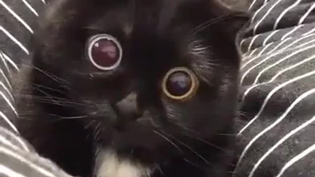 Why are the two eyes of a friend's kitten different in color