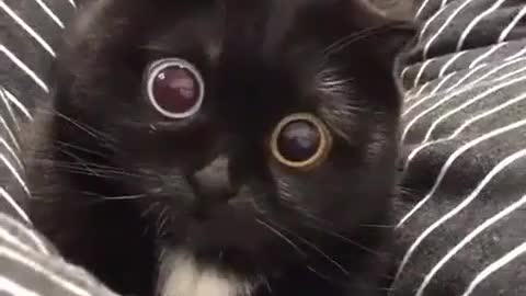 Why are the two eyes of a friend's kitten different in color