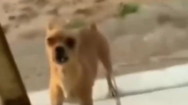 Gente que cachorrinho fofoj