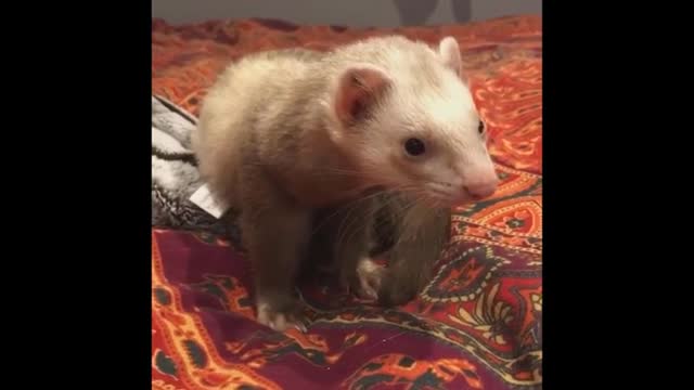 Cute baby animals Videos Compilation cute moment of the animals