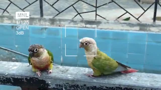 Animal experience raising birds and parrots